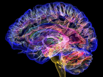 色污视频在线观看网页大脑植入物有助于严重头部损伤恢复